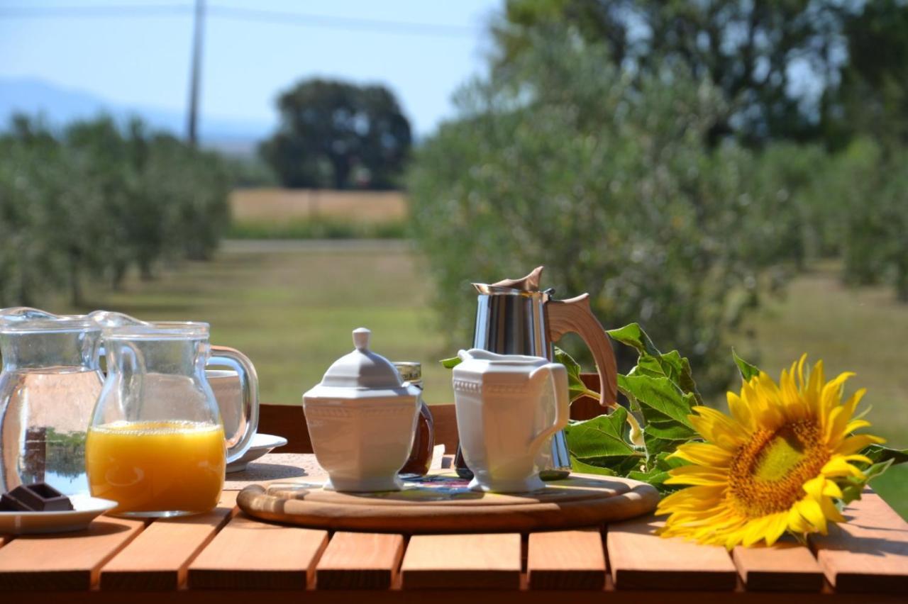 Agriturismo Il Vecchio Mandorlo Castiglione della Pescaia Dış mekan fotoğraf